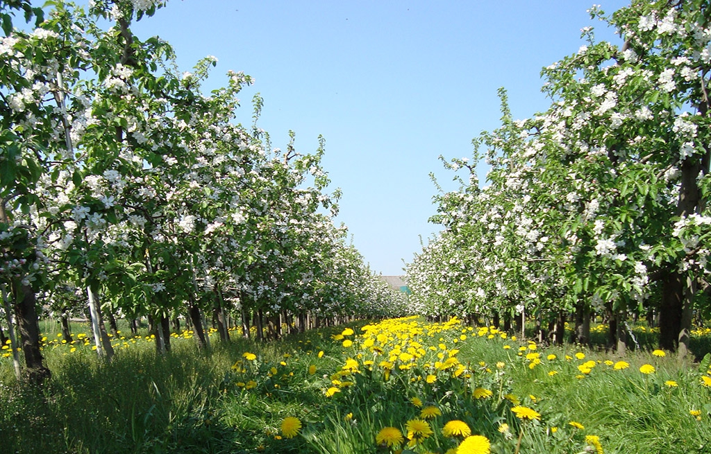 Unsere Apfel Plantage in Öhringen
